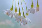 USA, Washington State, Seabeck. Japanese snowbell blossoms and raindrops. Art Print